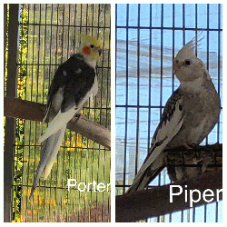 Porter and Piper