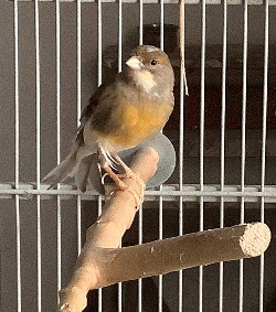 Finch/Canary