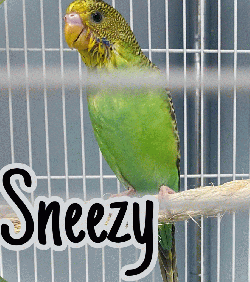 Sneezy M