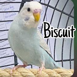 Biscuit U